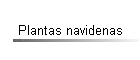 Plantas navidenas